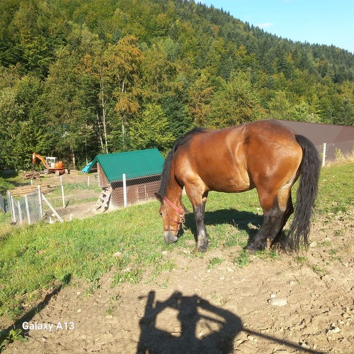 Sprzedam Klacz zimnokrwista