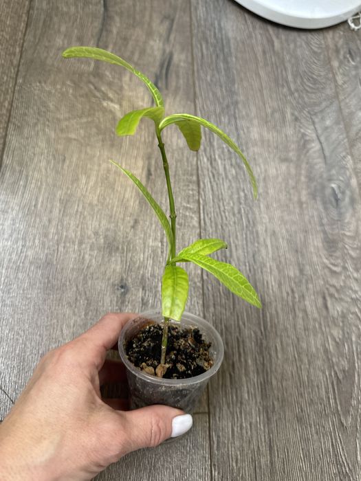 псевдоэрантемум сетчатый