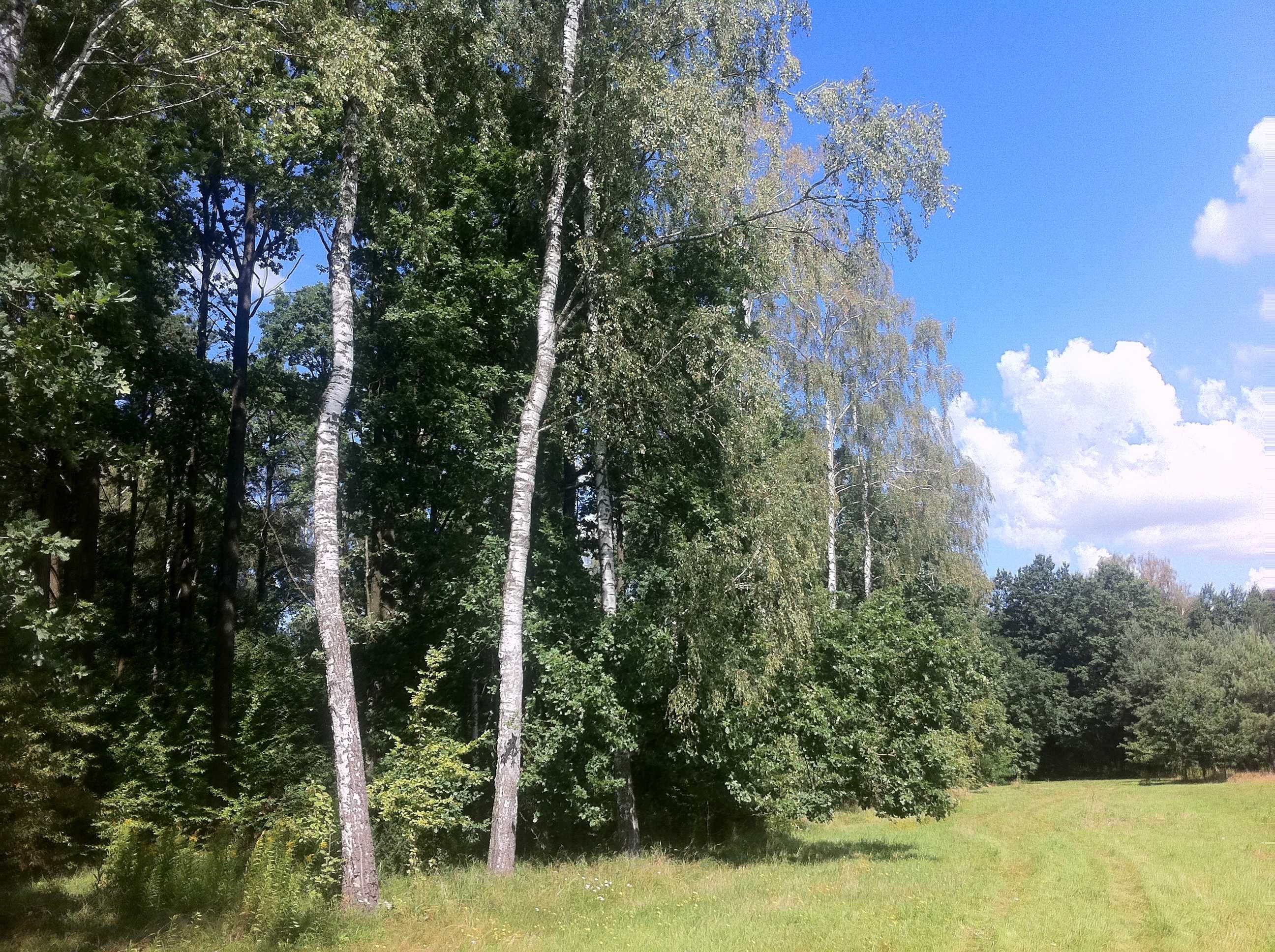 Dz. Budowlane, gm. Wilga. Trzcianka.