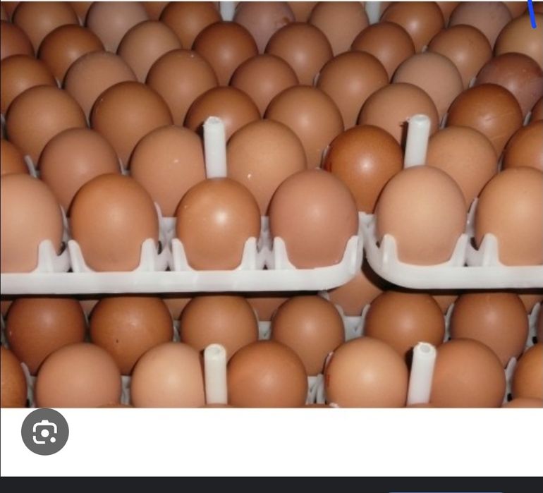 Інкубаційне яйце