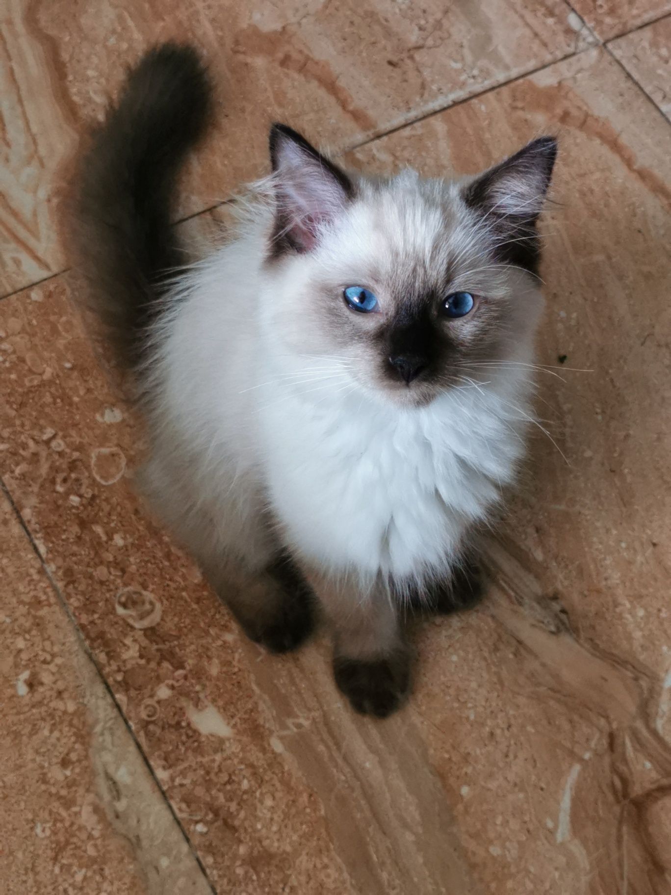 Kocurek Ragdoll Colorpoint