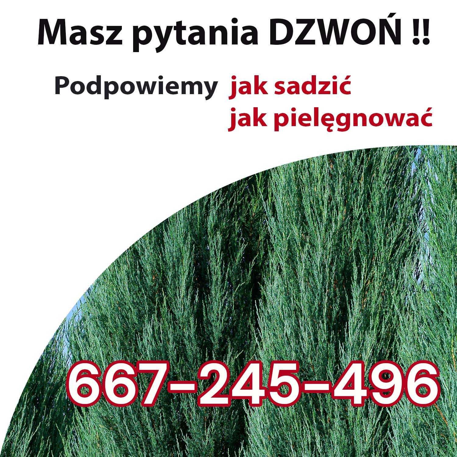 Jałowiec Blue Arrow 100cm 150cm - Idealny na Żywopłot - 25 zł tuje