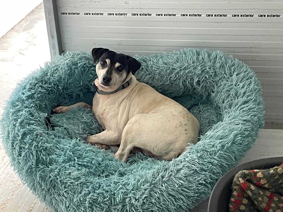 Scott - Para Adopção