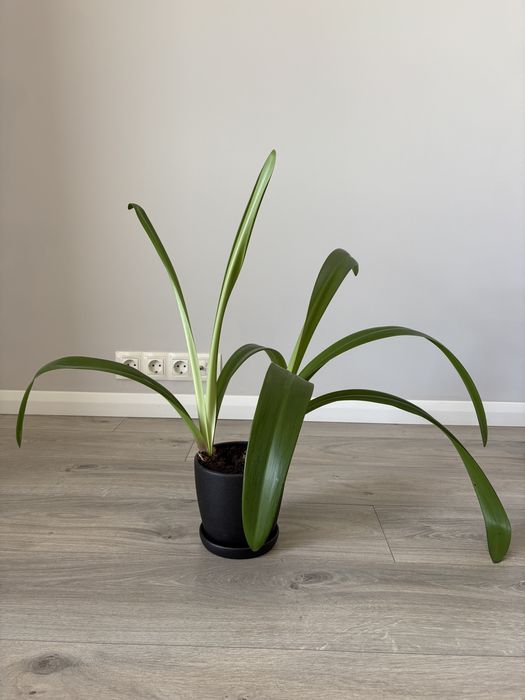 Дорослий Амариліс червоний 2 шт