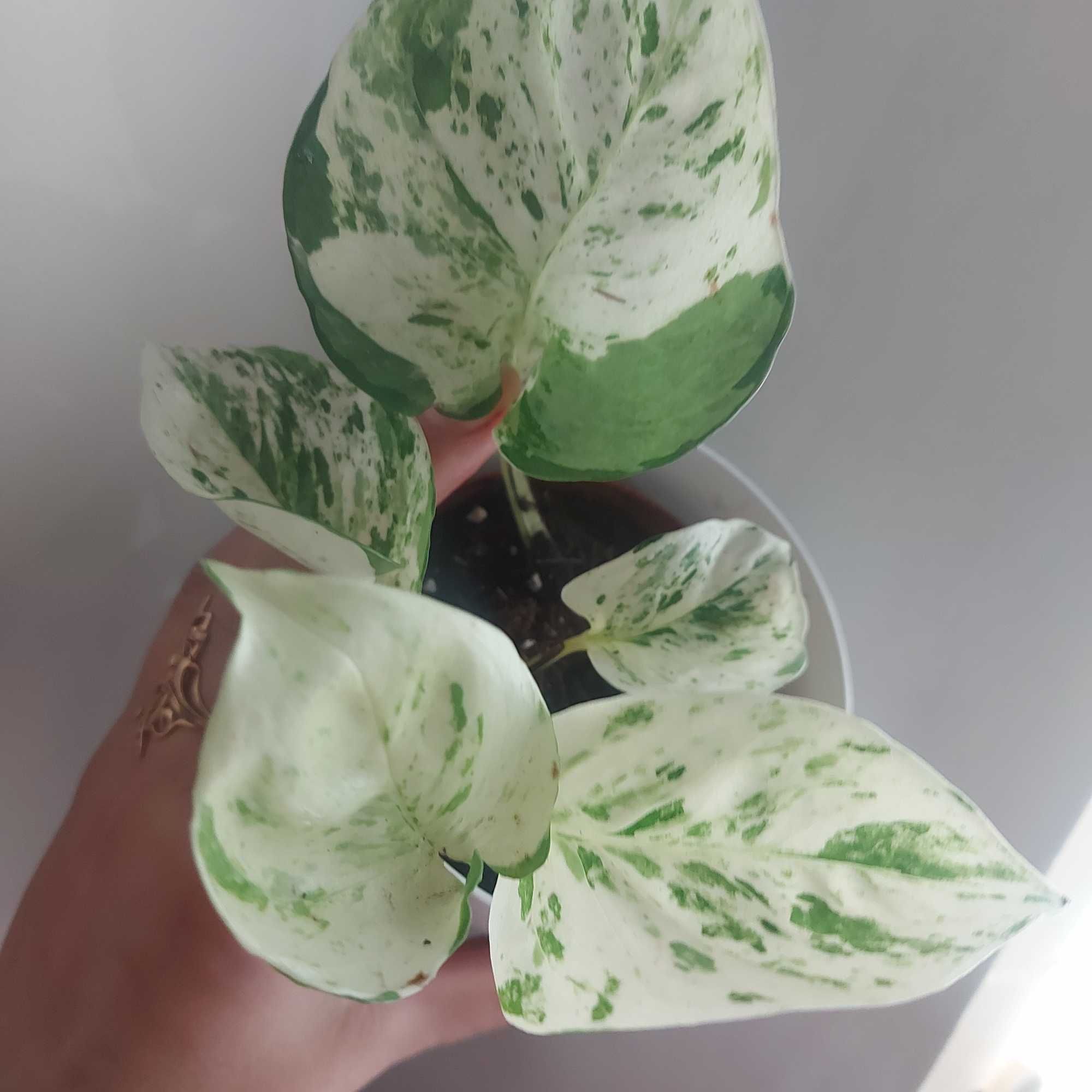 Epipremnum manjula happy leaf