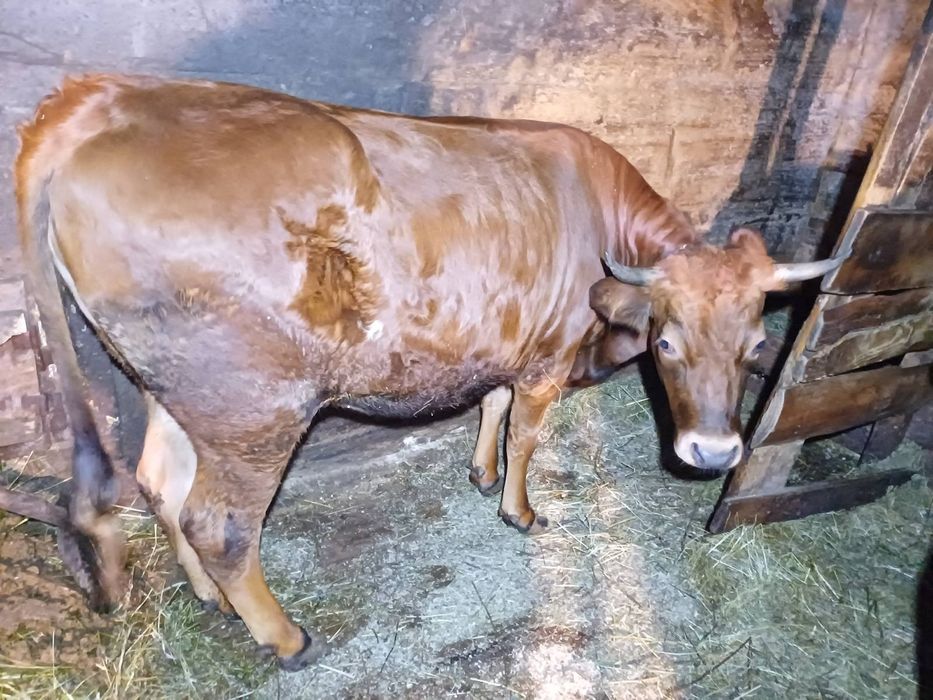 Продам телички різного віку