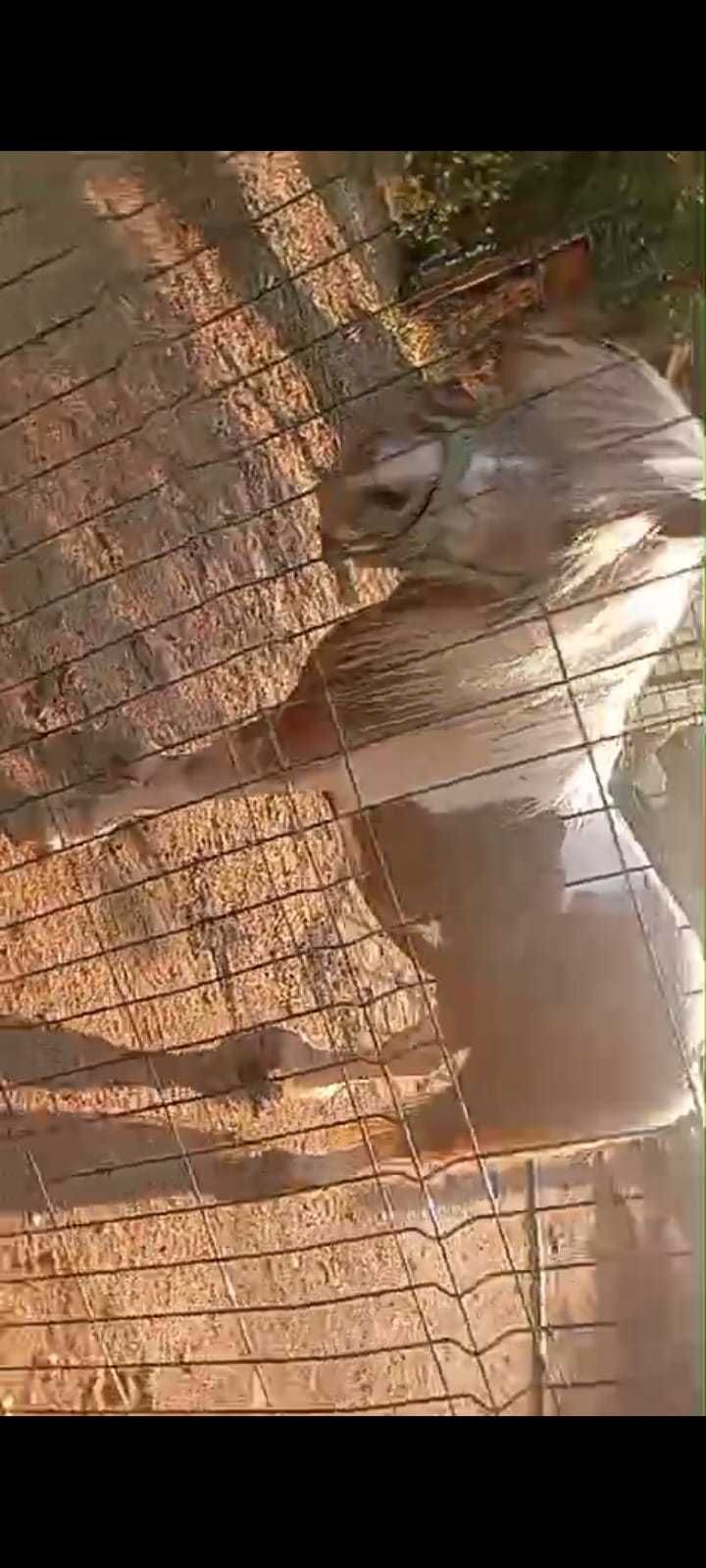 Poney para vender