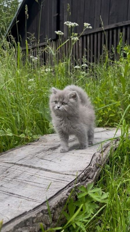 Котята британские с документами!