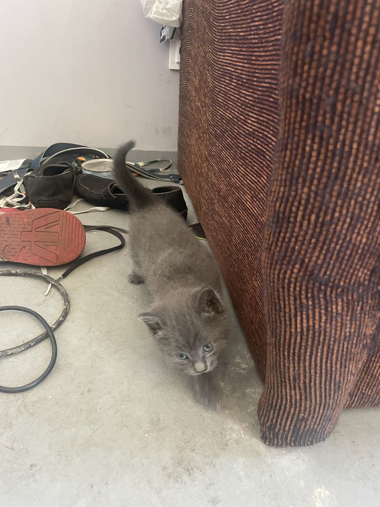 Котеня, котик і киця