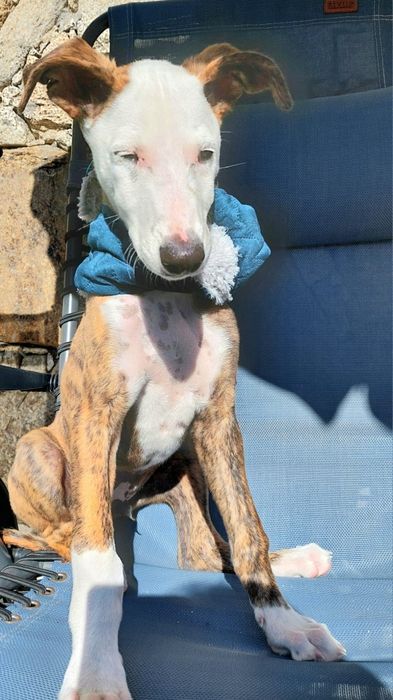 xGalgo para adoção muito responsavel