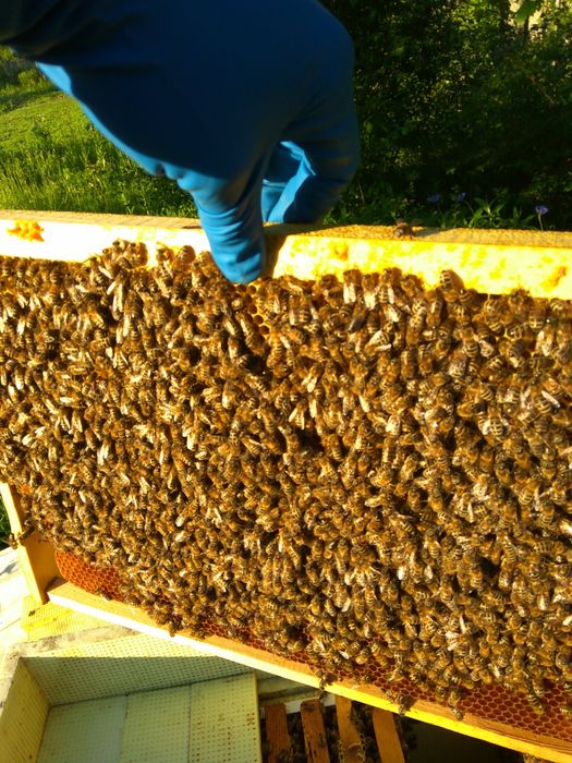 Продам бджолопакети