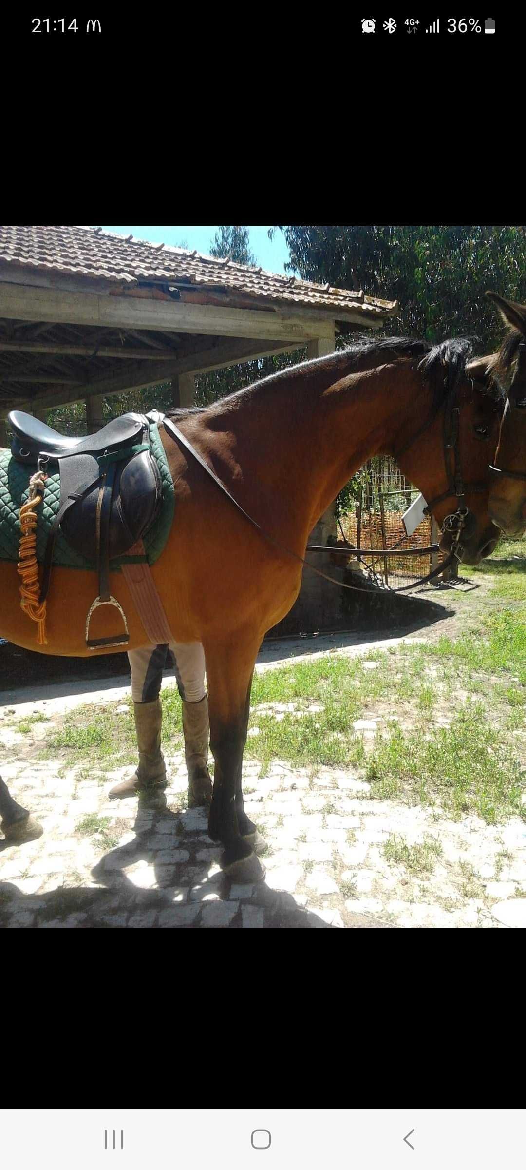 Egua castanha mansinha