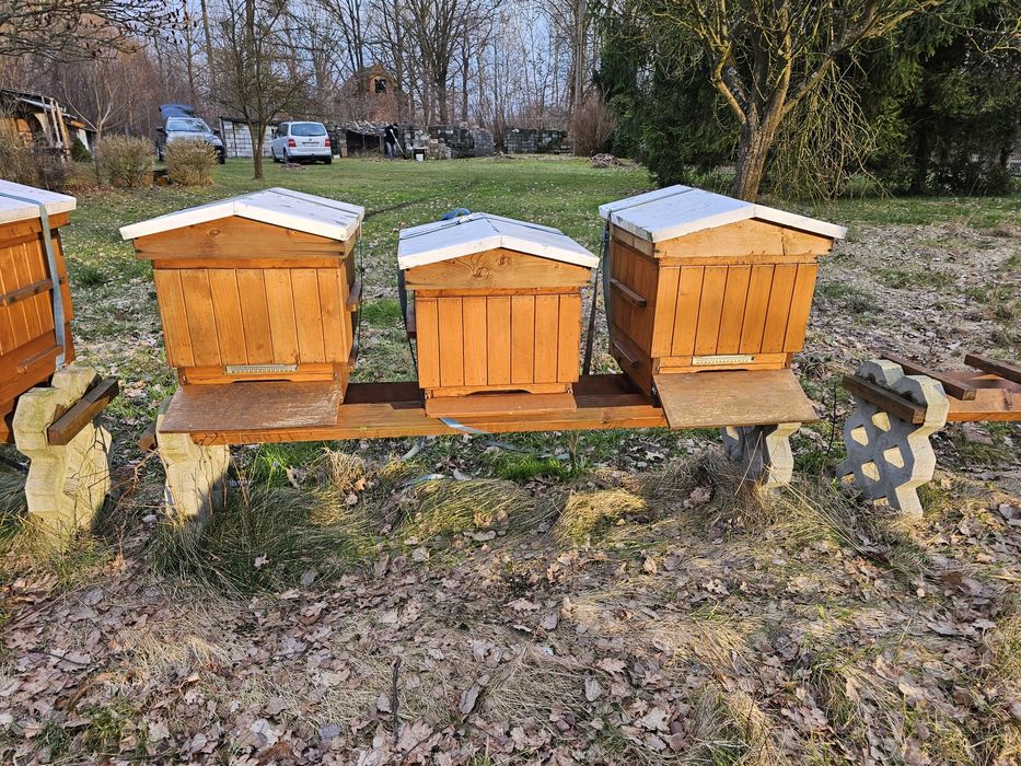 Ule wielkopolskie z  pszczolami rodzinami sklenar g10 h47 alpejka