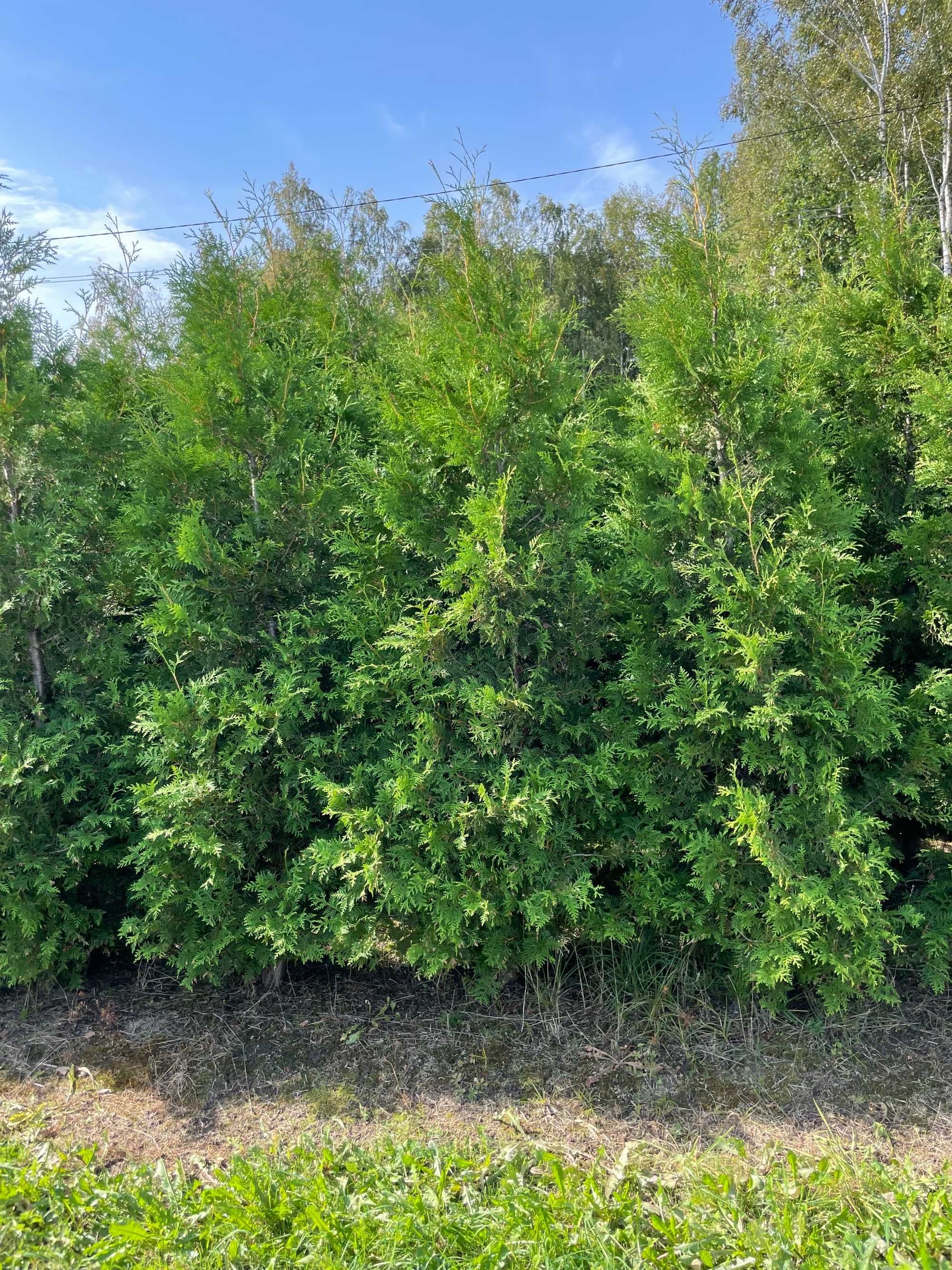 Tuja Szmaragd 250cm PRODUCENT‼️