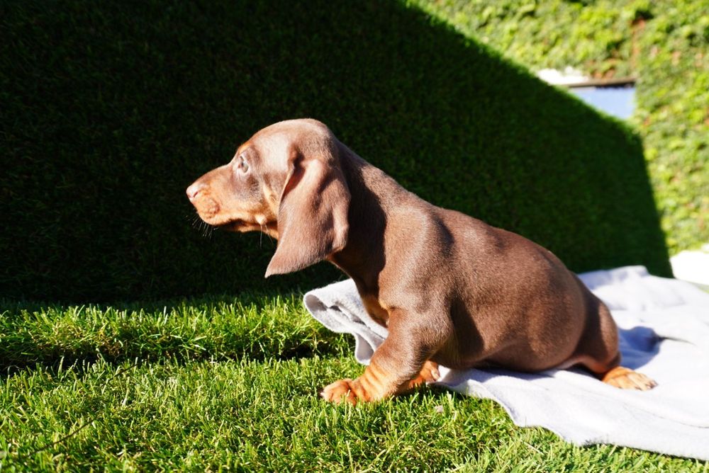 Teckel chocolate mini. Qualidade de top