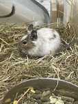 Koszatniczka - Degu, wyjątkowe kolory!