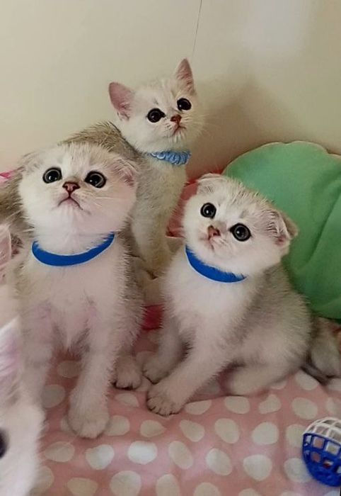 СКотята : ріблясті хутрові грілочки до зими .