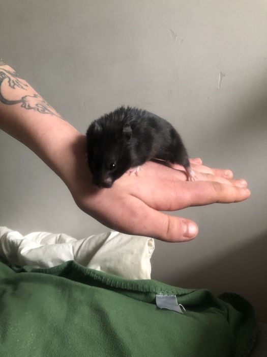 Chomik syryjski ,  oddam w dobre ręce.