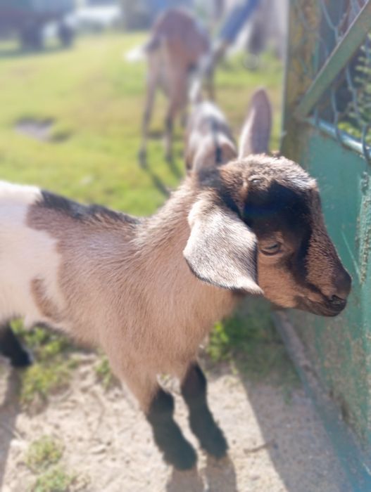 Młoda parka.Kozka i koziołek