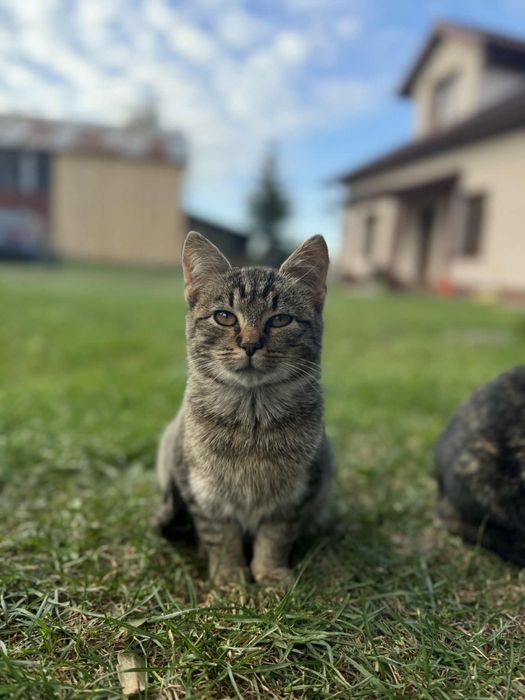 Oddam kotki w dobre ręce