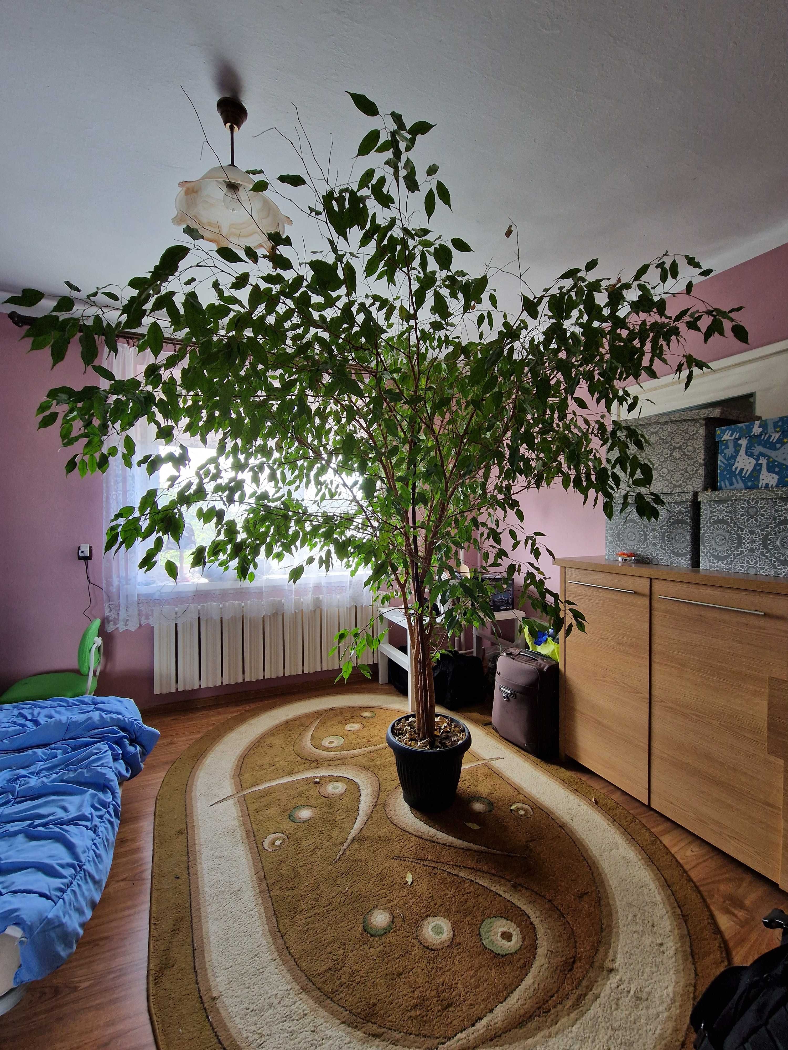Figowiec benjamina