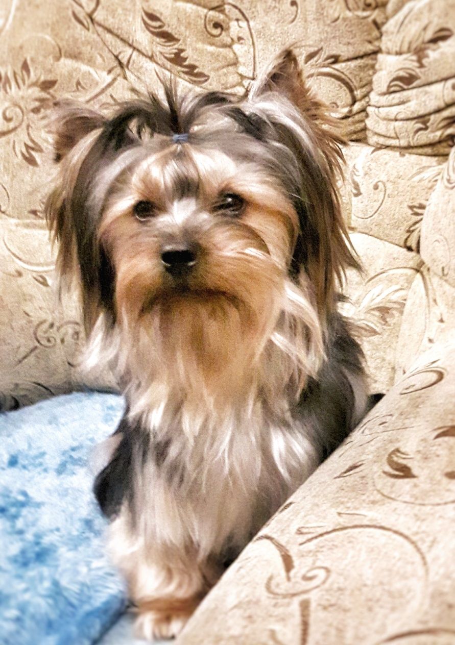 Yorkshire Terrier