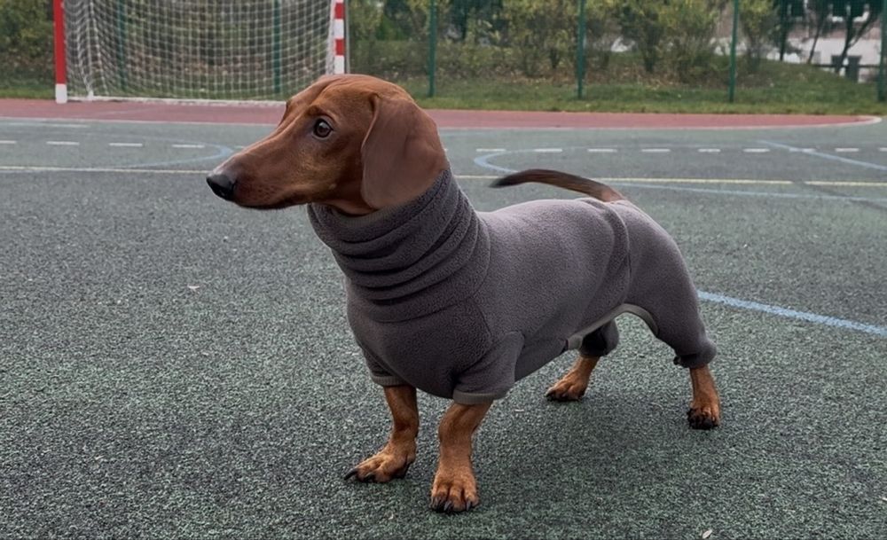 Polarowy kombinezon dla jamnika - rozmiary i kolory do wyboru