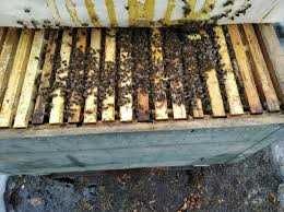 продам Пчел, украинская степная