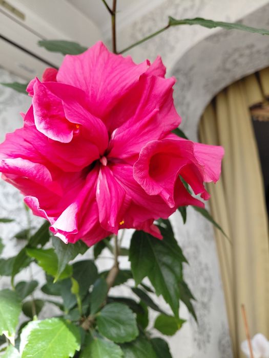 Гибискус   комнатное растение