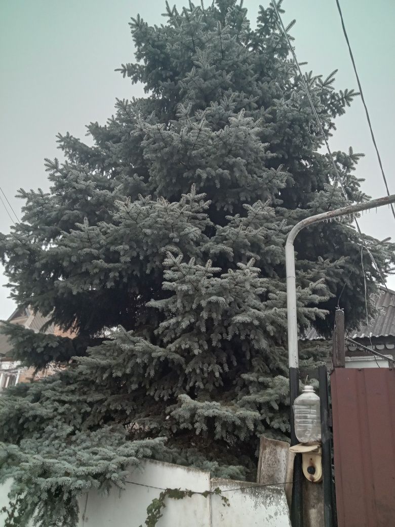 Продам ель голубую с шишками