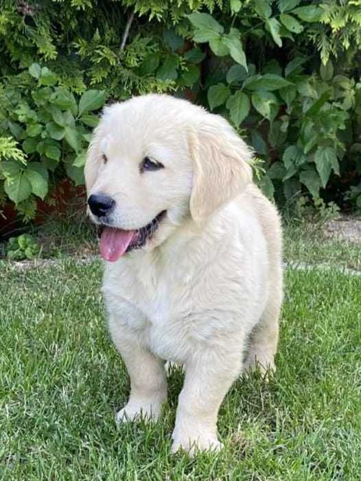 Szczenię golden retriever do odbioru