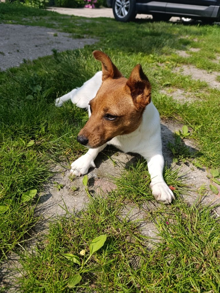 Jack Russell Terrier suczka