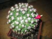 Кактусы Mammillaria, Hamatocactus, Rebutia, Gymnocalycium