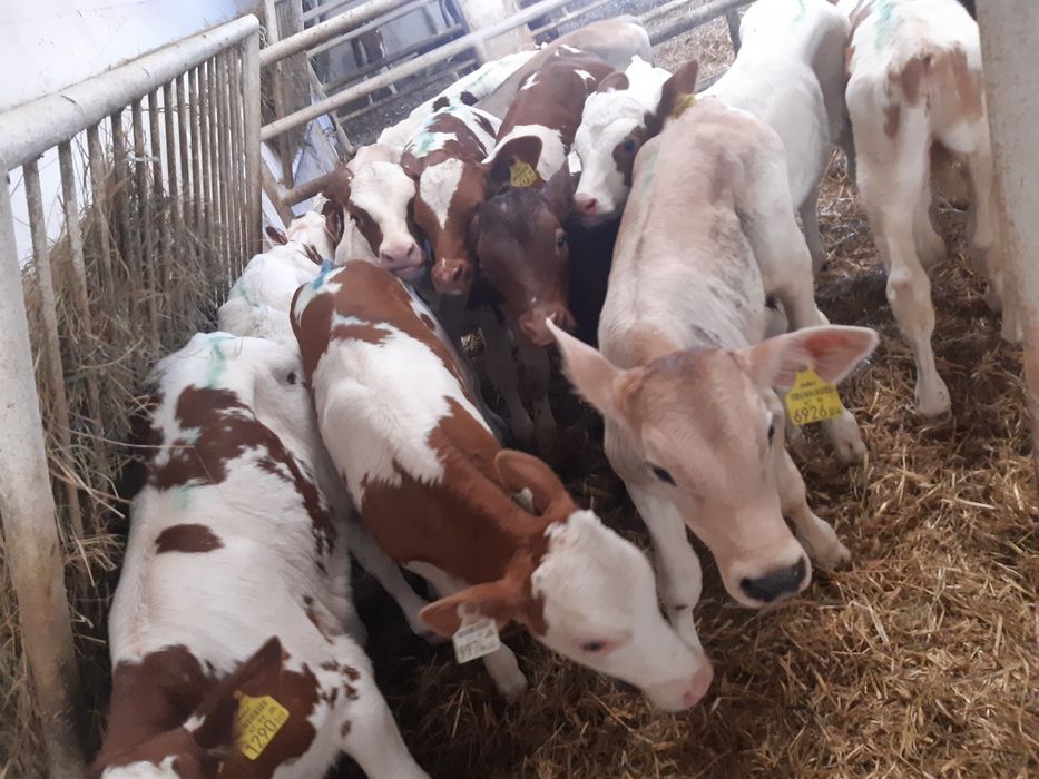 Cieleta jaloszki byczki miesne Wieluń