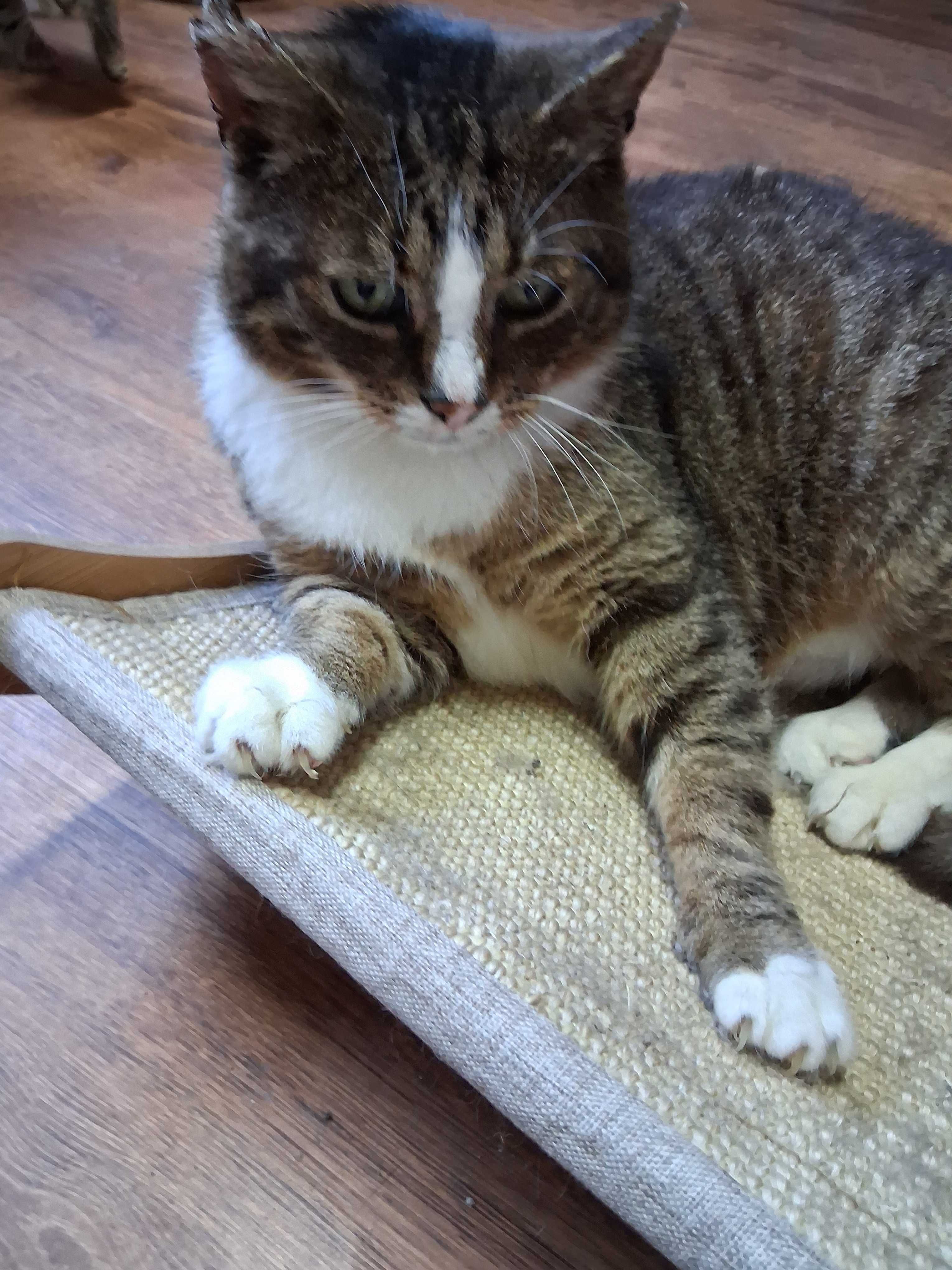 Kot do adopcji porzucone