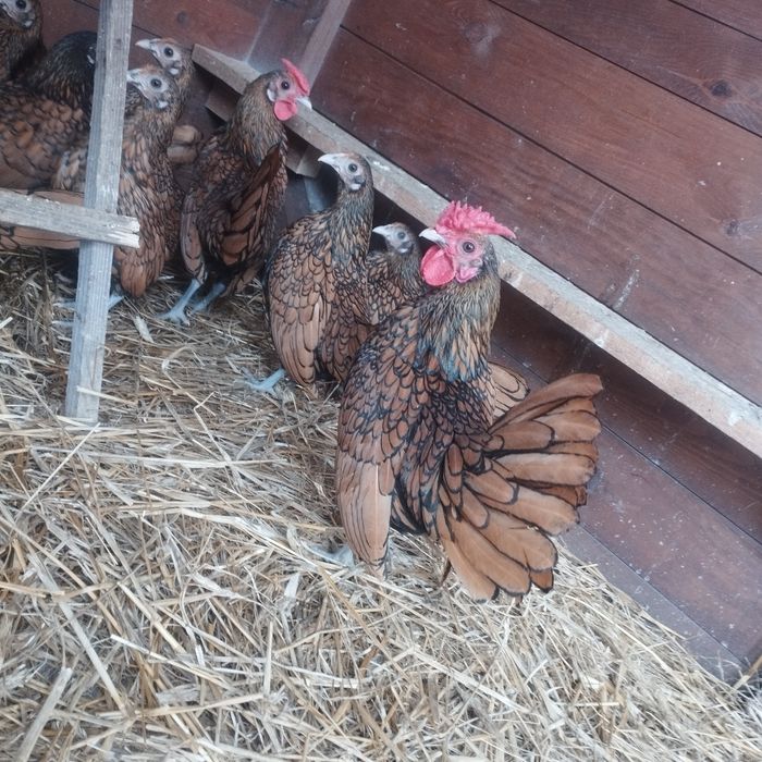 Selebrytki kurki ozdobne