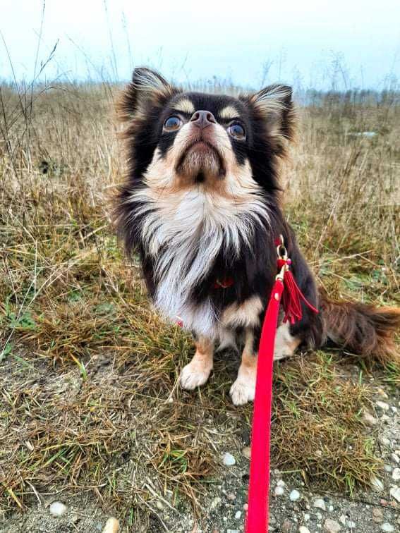Piesek chiuhuahua długowłosy 3 miesiace
