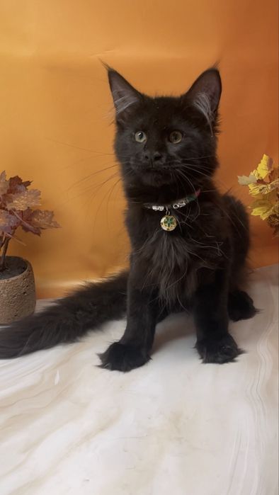 Шикарный котик в любимцы