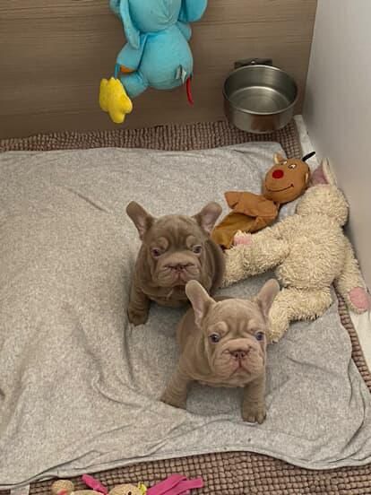 Дівчата та хлопчик