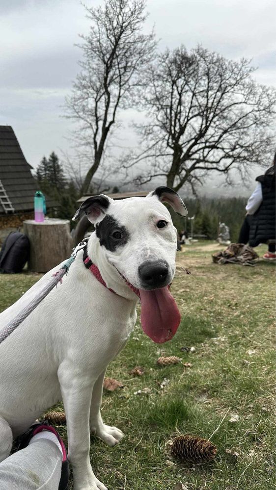 Przyjazna, szalona Kira rasy Amstaff szuka domku