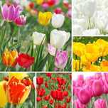Tulipan cebulki 50 szt zestaw mix mieszanka Tulipany Tulipanów