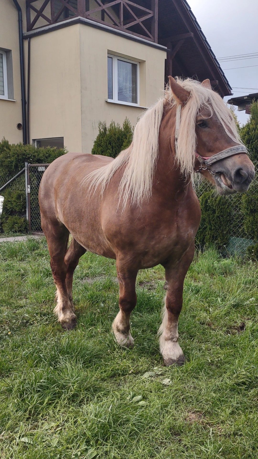 Konie zimnokrwiste