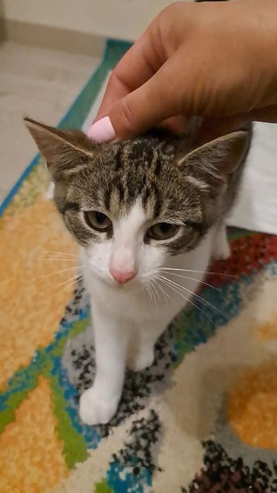 Uroczy dwupak szuka domu!