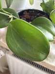 Hoya quinquenervia Hoja