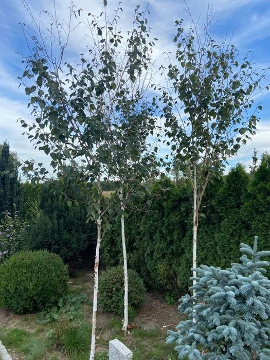 Brzoza dorebos 150cm-370cm