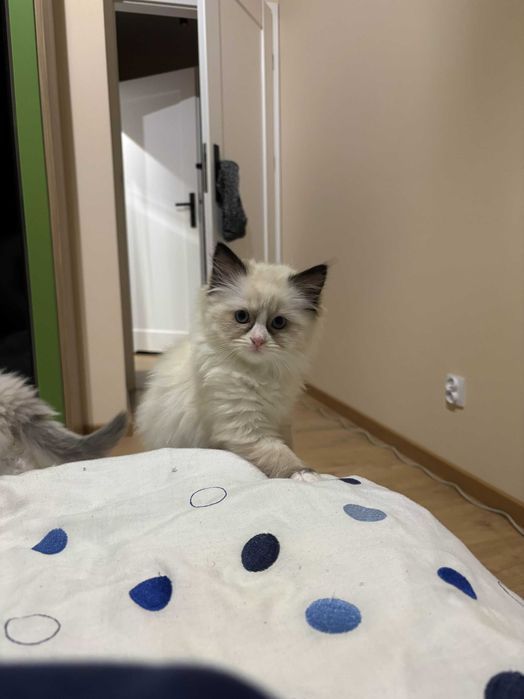 Kocięta Ragdoll z rodowodem FPL/FIFE