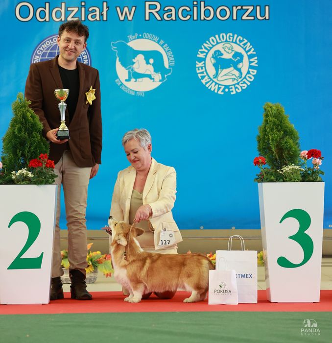 Welsh corgi pembroke FCI