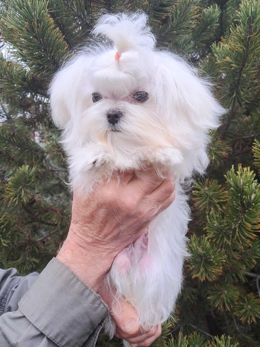 Крохотный мальчик мальтезе в современном корейском типе.