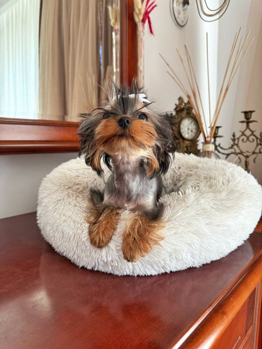 Йоркширський терʼєр віп ,дівчинка міні