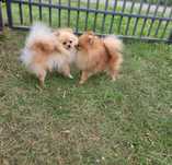 Pomeranian (Szpic miniaturowy) z hodowli z FCI Włochaty Świat
